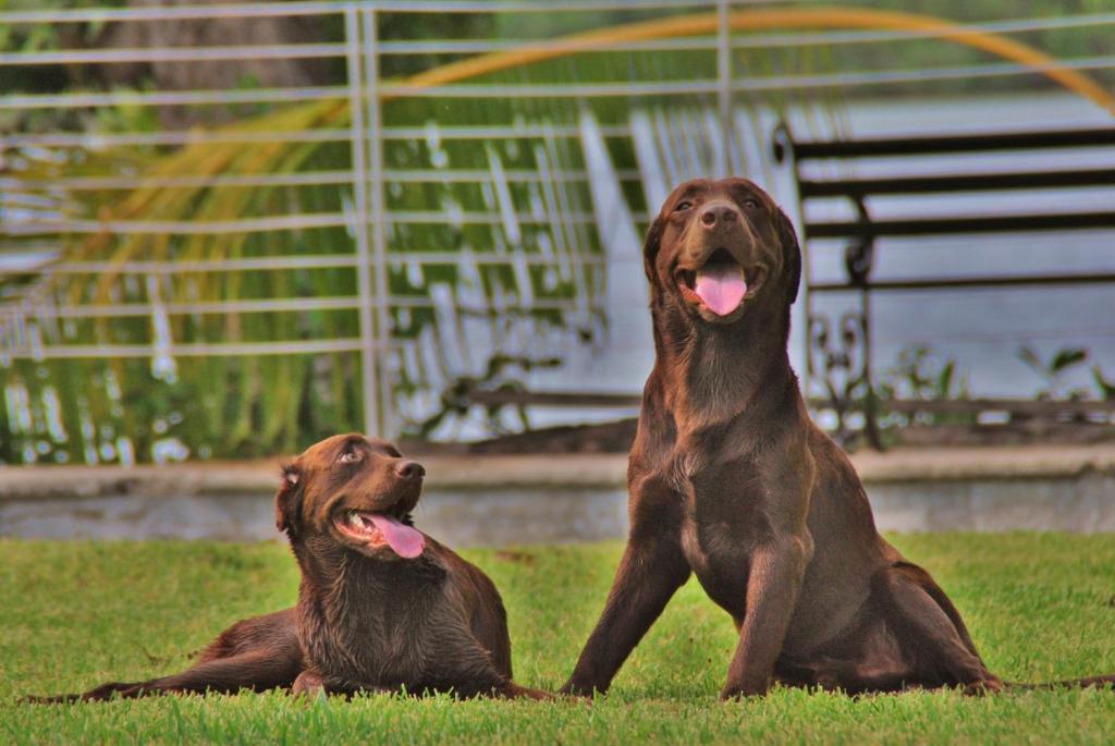 Lagoon - Pet Friendly Hotel